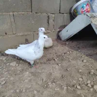 فروش تعدا26عدد پرنده درجه یک جهت برکت