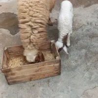 گوسفند مطفل شکم اول زیرش بره نر