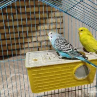 مرغ عشق|پرنده|آبدانان, |دیوار