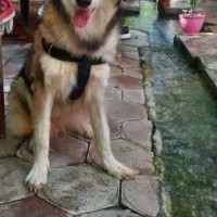 واگذاری سگ|سگ|تهران, جوانمردان (اندیشه)|دیوار