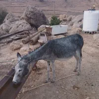 الاغ|حیوانات مزرعه|دهدشت, |دیوار
