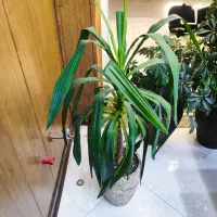 گلدان و گل یوکا ارتفاع حدود یک متر سالم