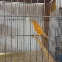 دوجفت قناری باجوجه