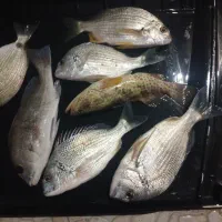 ماهی صید امروز