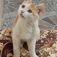 نیازمند بچه گربه 2ماهه