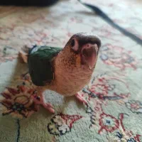 جوجه گرینچیک سرلاکی کاملا رام|پرنده|ری, شهادت|دیوار