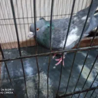 کفتر سرک  سبز|پرنده|شیراز, شاپورجان|دیوار