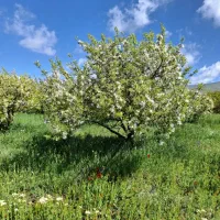 باغ-ویلایی-در-کهل