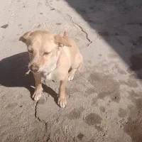 سگ باهوش.معاوضه ای