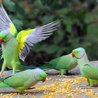 پرنده ملنگو|پرنده|املش, |دیوار