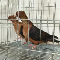 کبوتر ارشینگل