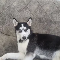 سگ با اصالت