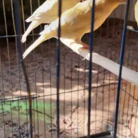 سه عدد قناری ماده  هوش