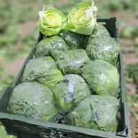 کاهو ایسبرگ دزفول نو بر|خدمات باغبانی و درختکاری|آستارا, |دیوار