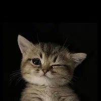 گربه بریتیش حضوری اهواز|گربه|اهواز, کیانپارس |دیوار