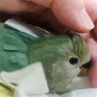 جفت مولد|پرنده|اندیمشک, |دیوار