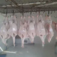 بوقلمون زنده وگوشت بوقلمون|حیوانات مزرعه|شباب, |دیوار