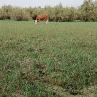 اطراف شعیبیه هستیم