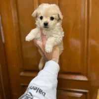 توله سگ های عروسکی خوشکل|سگ|شیراز, جوادیه|دیوار