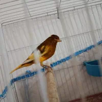 قناری ابلغ پرتقالی|پرنده|شیراز, دشت چنار|دیوار