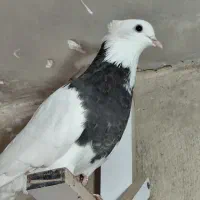 طوقی و اشعل سیاه|پرنده|شوشتر, |دیوار