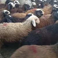 بره نر پای پروار