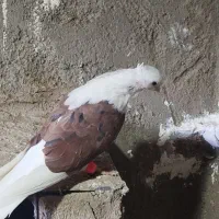 کبوتر کله و شونی|پرنده|بروجرد, |دیوار