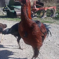 خروس‌لاری‌معاوضه با‌سگ‌