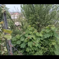 زمین ب متراژ ۶۲۵ متر دارای سند شش دانگ