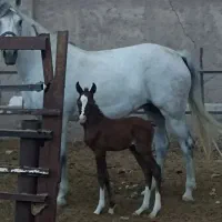 اسب مادیان و کره