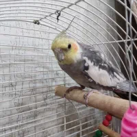 عروس هلندی|پرنده|بیجار, |دیوار