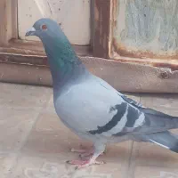 کبوتر نهبندان