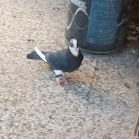 طوقی امری شیرازی پلنگ خوشکل بدون عیب|پرنده|رفسنجان, |دیوار