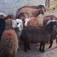 گوسفند کاور ماده|حیوانات مزرعه|سنقر, |دیوار