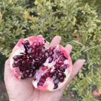 انار عقدا|خوردنی و آشامیدنی|عقدا, |دیوار