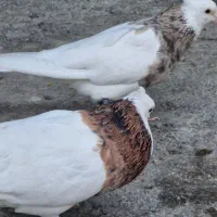 کبوتر طوقی مناسب جوجه کشی|پرنده|ملارد, |دیوار