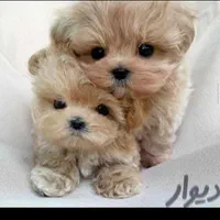 سگهای کوچولو موچولو ریزمیزه مناسب|سگ|شیراز, اصلاح‌نژاد|دیوار