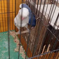 طوطی کوتوله نر و ماده اوپالین جوان