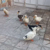 اردک|حیوانات مزرعه|شیراز, پودنک|دیوار