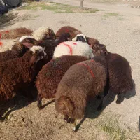 دام چاق وچله زنده درالو دام