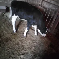 با سلام یک عدد گوساله ماده فروشی