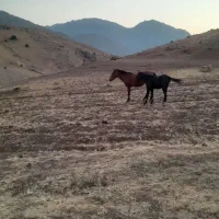 مادیون عربی