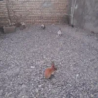 چهار تاخرگوش نرو ماده