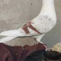 پلنک خشونه