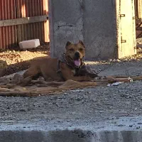 سگ نر پیتبول|سگ|هشتگرد, شهرک بعثت|دیوار