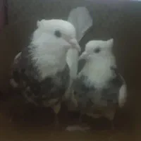 جفت کبوترطوقی الماسی وجفت طوطی برزیلی قناری ماده