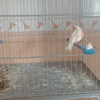 قناری ۴عدد نر