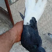 کفتر سیاه دم سفید