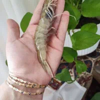 تمیز رگ گیره شده