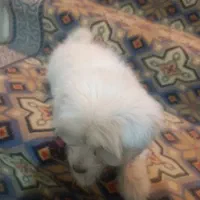 فروش سگ|سگ|یزد, |دیوار